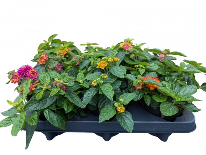 Lantana-Camara-Hybriden T 12   MIX