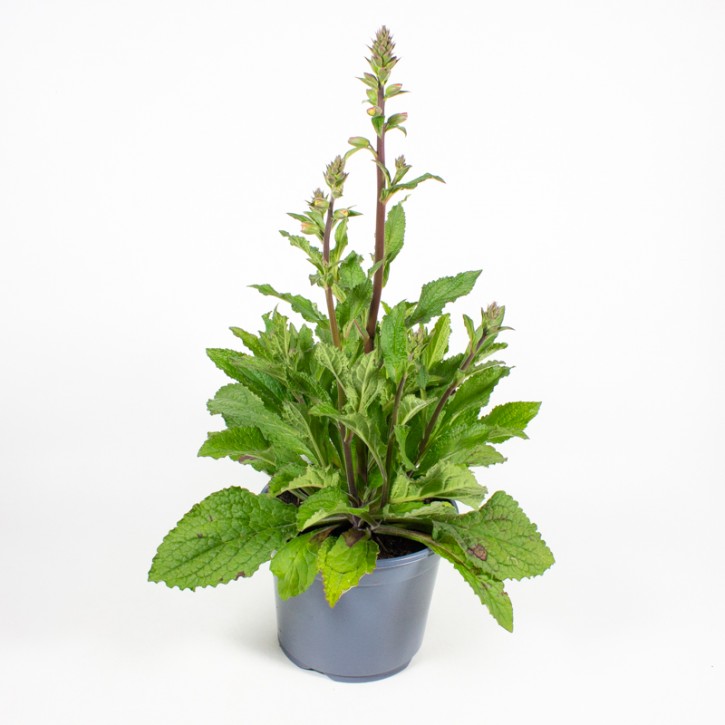 Digitalis purpurea T 19 MIX