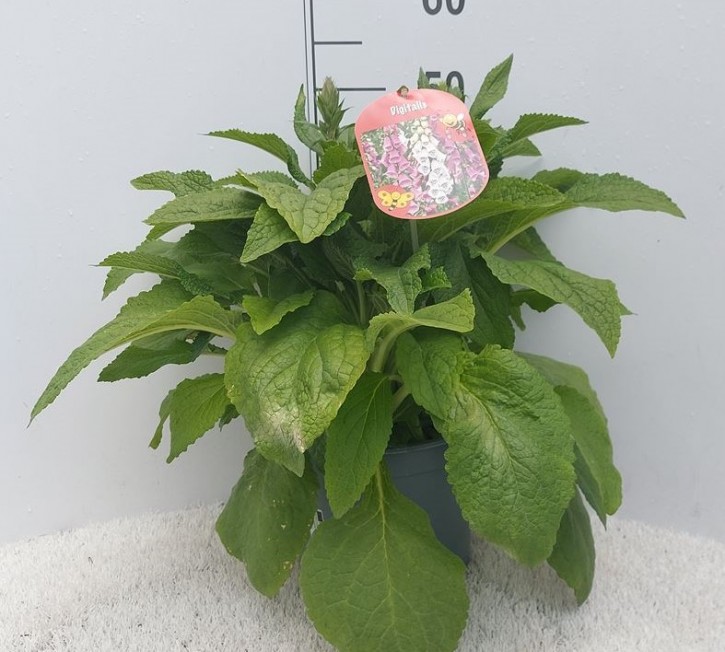 Digitalis purpurea T 23   MIX