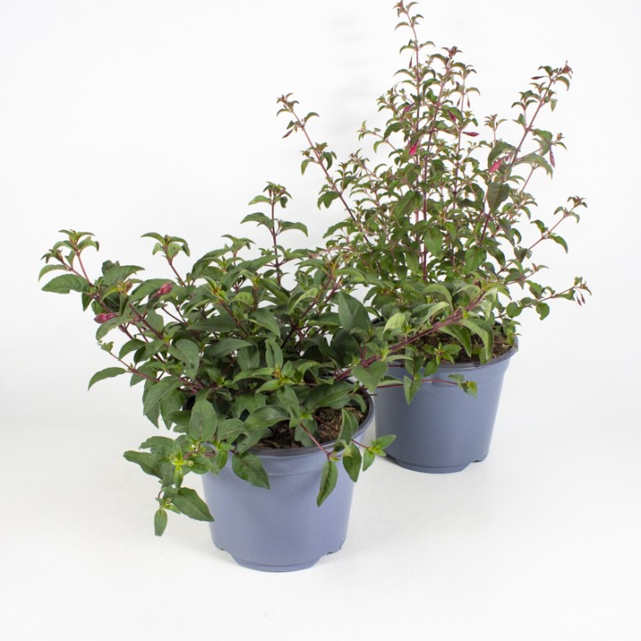 Fuchsia magellanica T 19 MIX