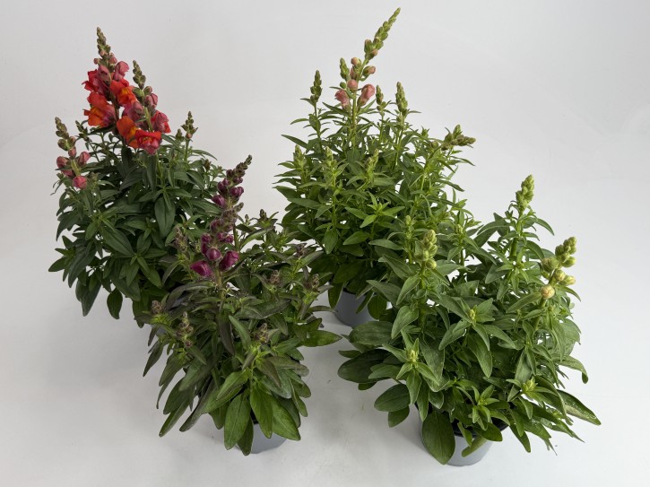 Anthirrhinum majus T 13  MIX