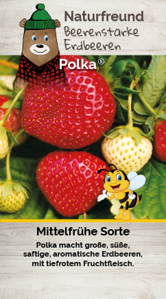 Erdbeere T 9,5 'Polka®'