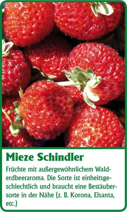 Erdbeere T 9,5 'Mieze Schindler'