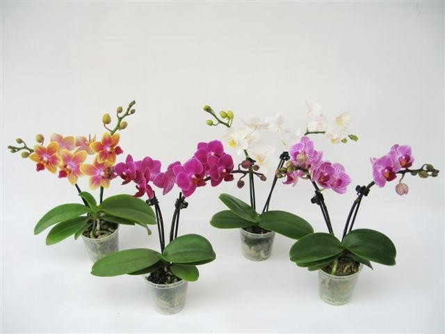 Phalaenopsis-Hybriden T 6 (2 Triebe) MINI Mix