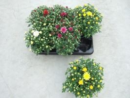 Dendranthema-Grandiflora-Hybrid T 12 Garden Mums Mix