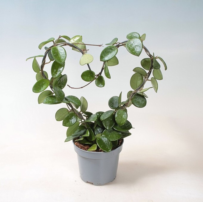 Hoya serpens   T 9   Herz-Bogen