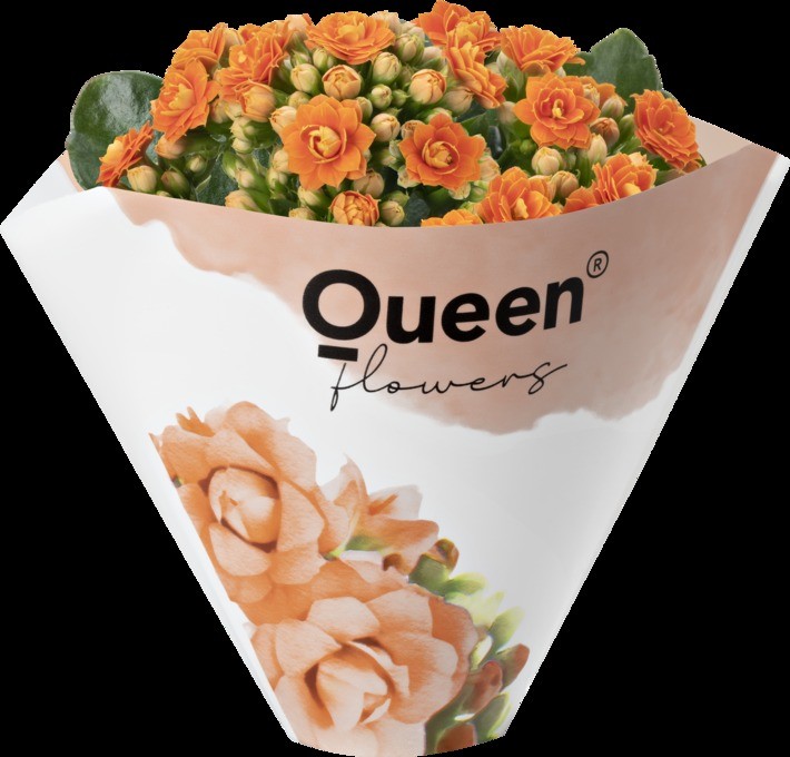 Kalanchoe blossfeldiana 'Roseflower'   T 6  orange