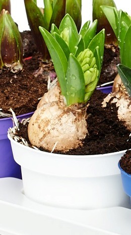 Hyacinthus orientalis T 12 (3 ppp) WEISS
