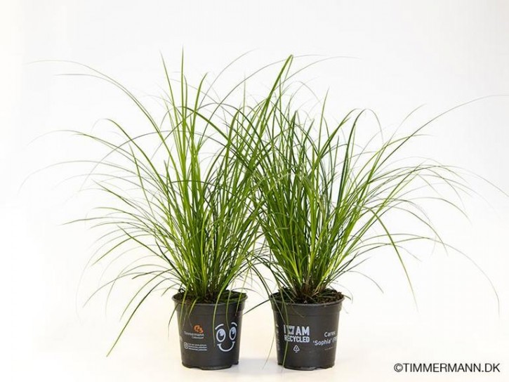 Carex brunnea   T 12