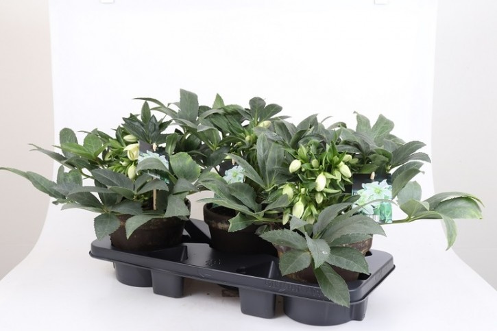 Helleborus x ericsmithii 'Viana'   T 18   Tontopf