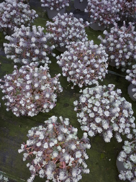 Sedum spathulifolium 'Purpureum' T 12