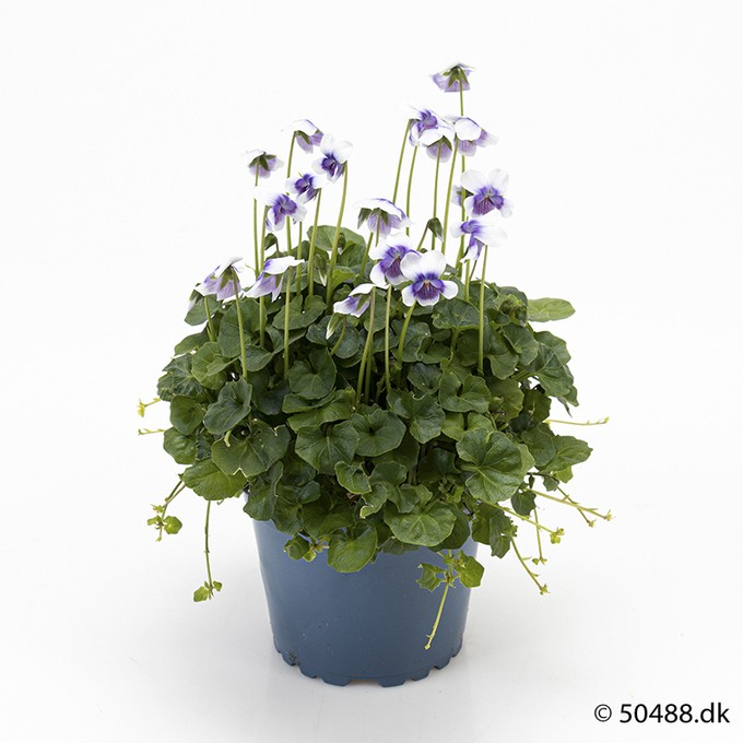 Viola hederacea T 9