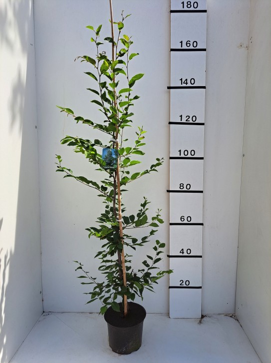 Carpinus betulus 125/150 cm   T 23