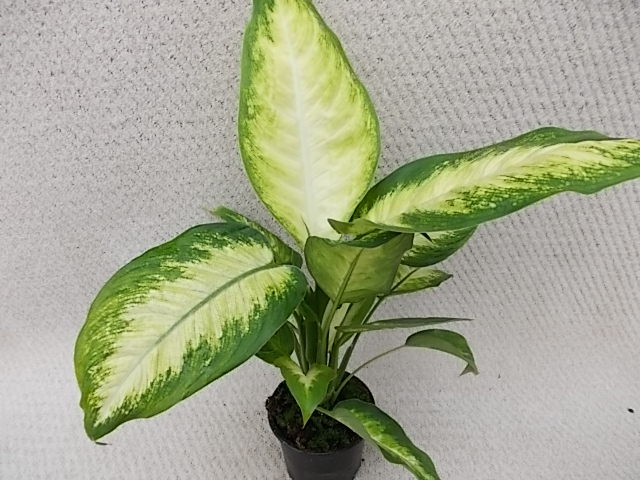 Dieffenbachia maculata 'Camilla' T 11