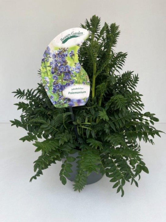 Polemonium caeruleum   T 19