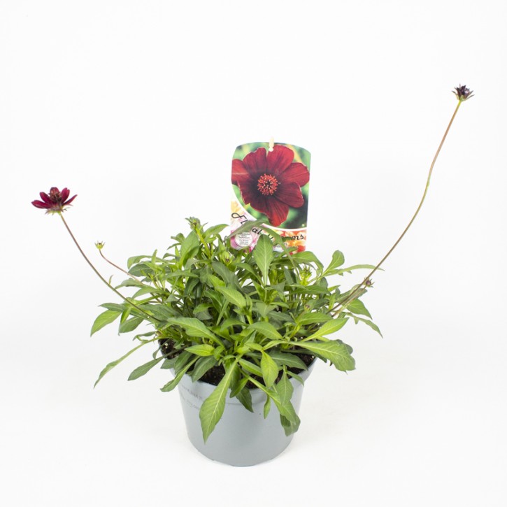 Cosmos atrosanguineus T 19 (Schokoladenblume)