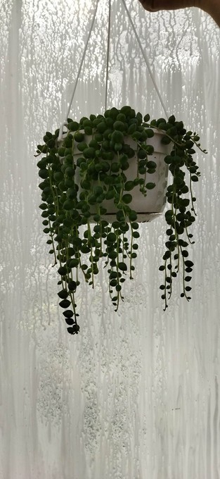 Senecio rowleyanus T 14 Ampel