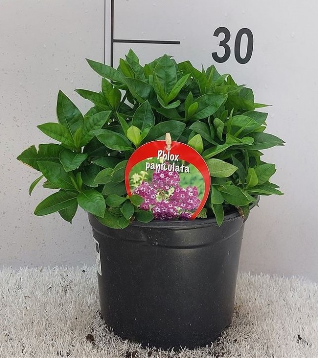 Phlox paniculata T 19 MIX