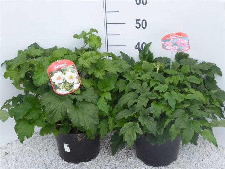 Anemone hupehensis japonica T 23 MIX