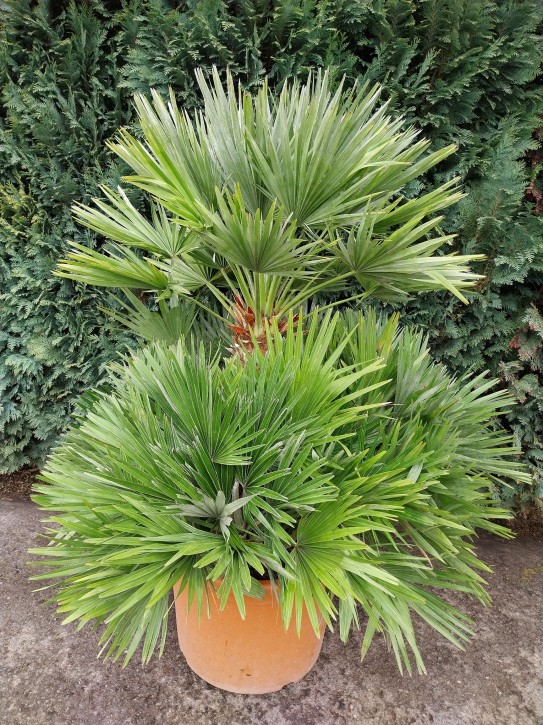 Chamaerops humilis 'Vulcano' Zwergpalme