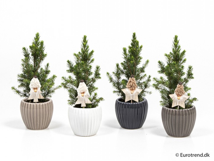 Picea Glauca   T 6 mit Stecker im Dekotopf