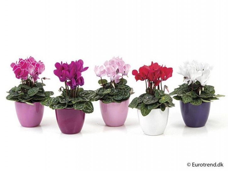 Cyclamen persicum T 6 MINI Dekotopf
