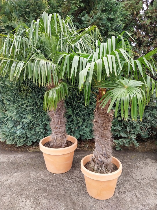 Leihpflanze Hanfpalme 250 -  300 cm