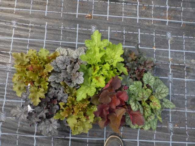 Heuchera-Hybriden T 11 Mix (Meristem) HQ