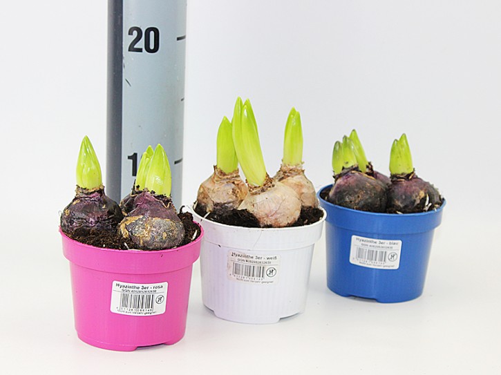 Hyacinthus orientalis T 10,5 (3ppp) WEISS