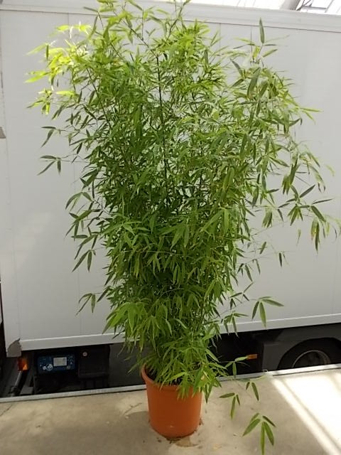 Leihpflanze Bambus 200-250 cm