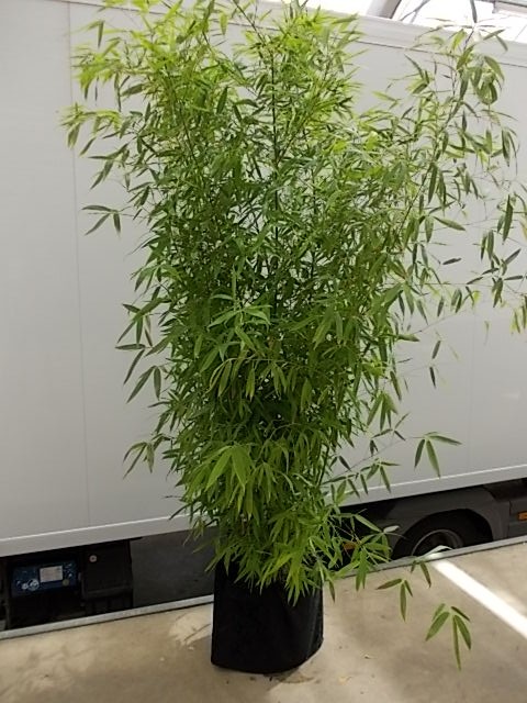 Leihpflanze Bambus 200-250 cm mit schwarzer Husse