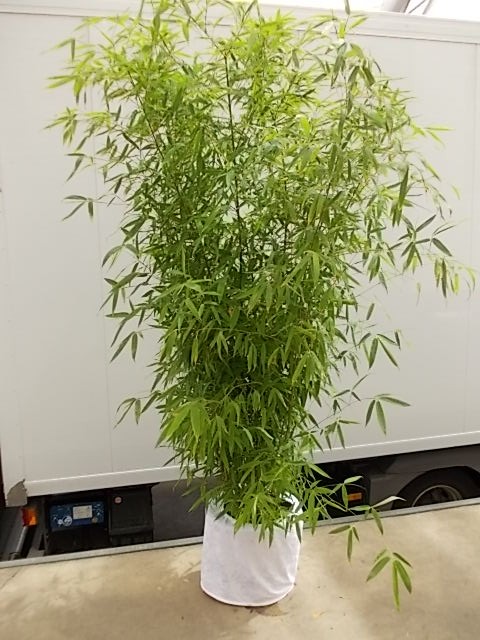 Leihpflanze Bambus 200-250 cm mit weißer Husse