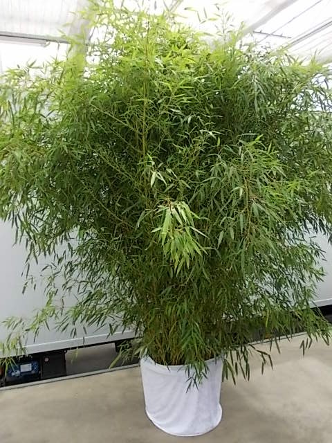Leihpflanze Bambus 250-300 cm mit weißer Husse