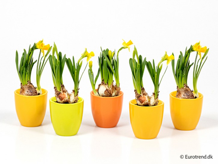 Narcissus    T 6 im Dekotopf