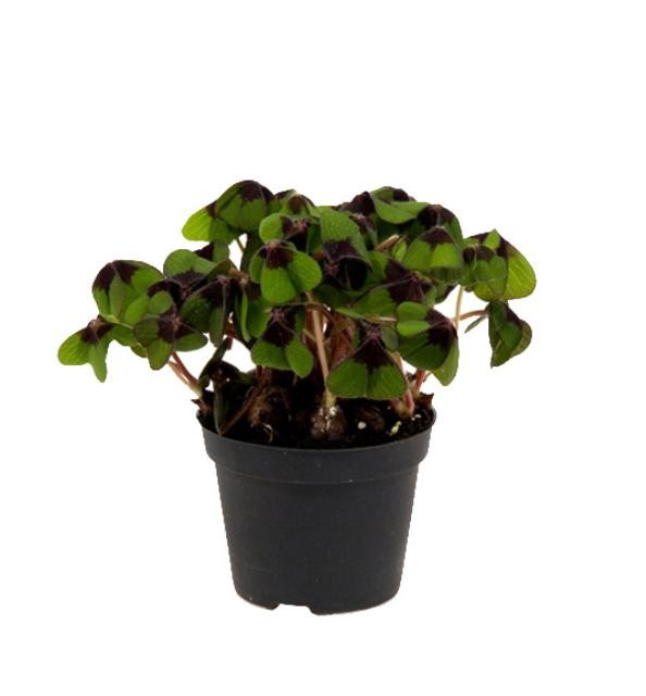 Oxalis deppei T 6 Mini