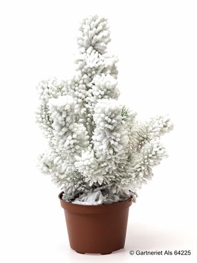 Pinus pinea 'Happy Star'   T 10,5   mit Schnee