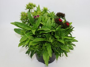 Dianthus barbatus 'Barbarini' T 19 MIX