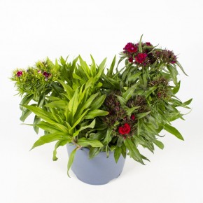 Dianthus barbatus 'Barbarini' T 19 MIX