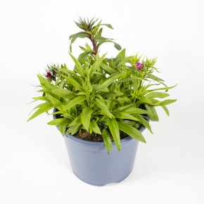 Dianthus barbatus 'Barbarini' T 19 MIX