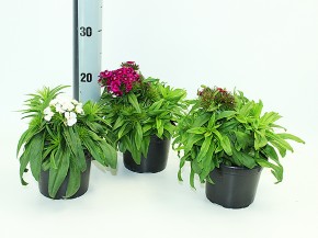 Dianthus babartus T 13 MIX