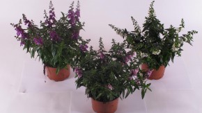Angelonia angustifolia  T 13 MIX