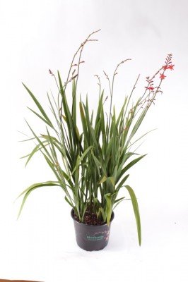 Crocosmia masoniorum 'Lucifer' T 19