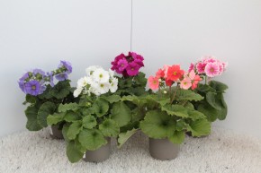 Primula obconica 'Touch Me' T 12 Mix