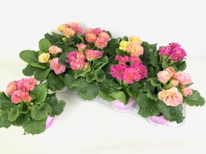 Primula acaulis 'Girls Delight' T 11  (gefüllt)  MIX