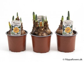 Narcissus T 11 'Orangry' (weiß-orange)