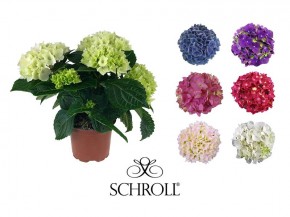 Hydrangea macrophylla T 10,5 Midi (3-4 Dolden) WEISS