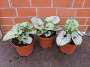 Brunnera macroyphylla 'Jack Frost' T 23
