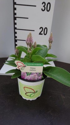 Ptilotus exaltatus 'Joey' T 12