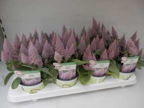 Ptilotus exaltatus 'Joey' T 12
