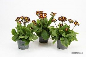 Primula veris 'Victoriana' T 10,5